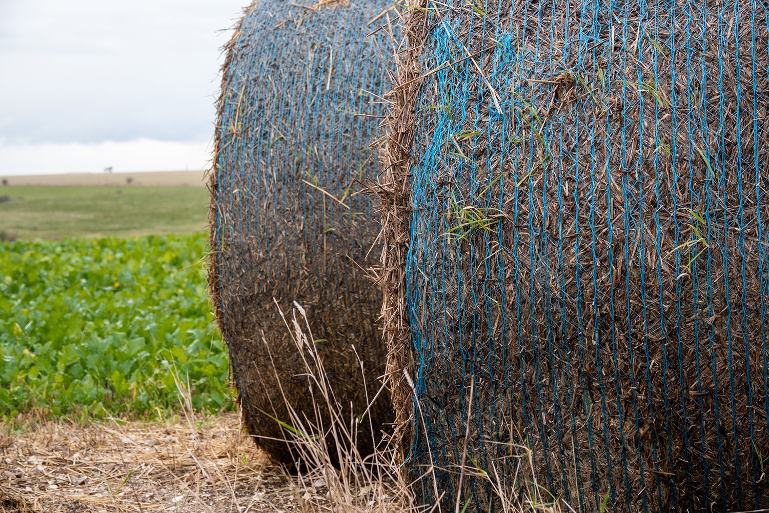Large round hay bales wrapped in blue netting stacked in a grassy field near farmland.