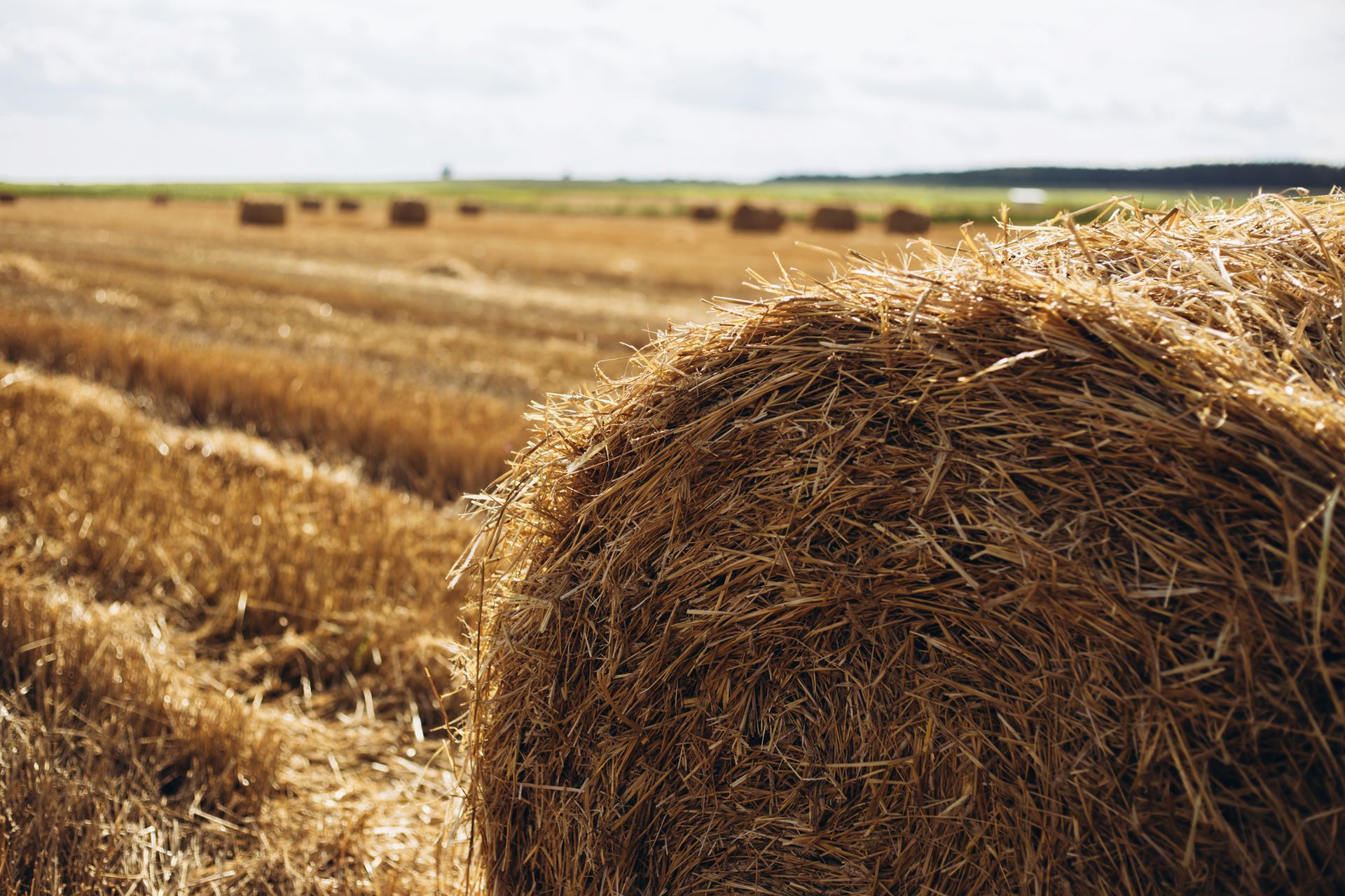 Bale of Hay in a field.