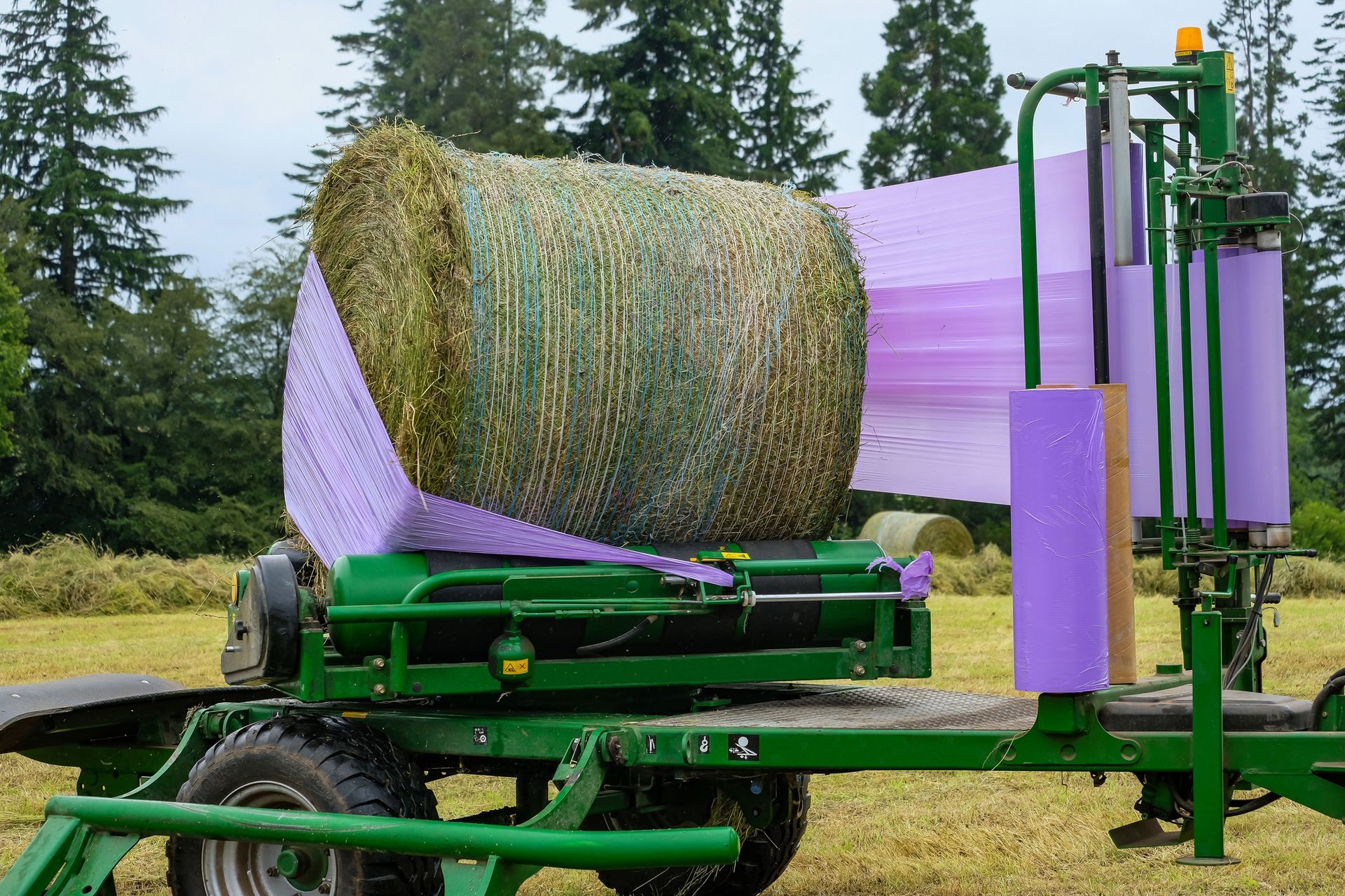 Cabbages under bulk net wrap.