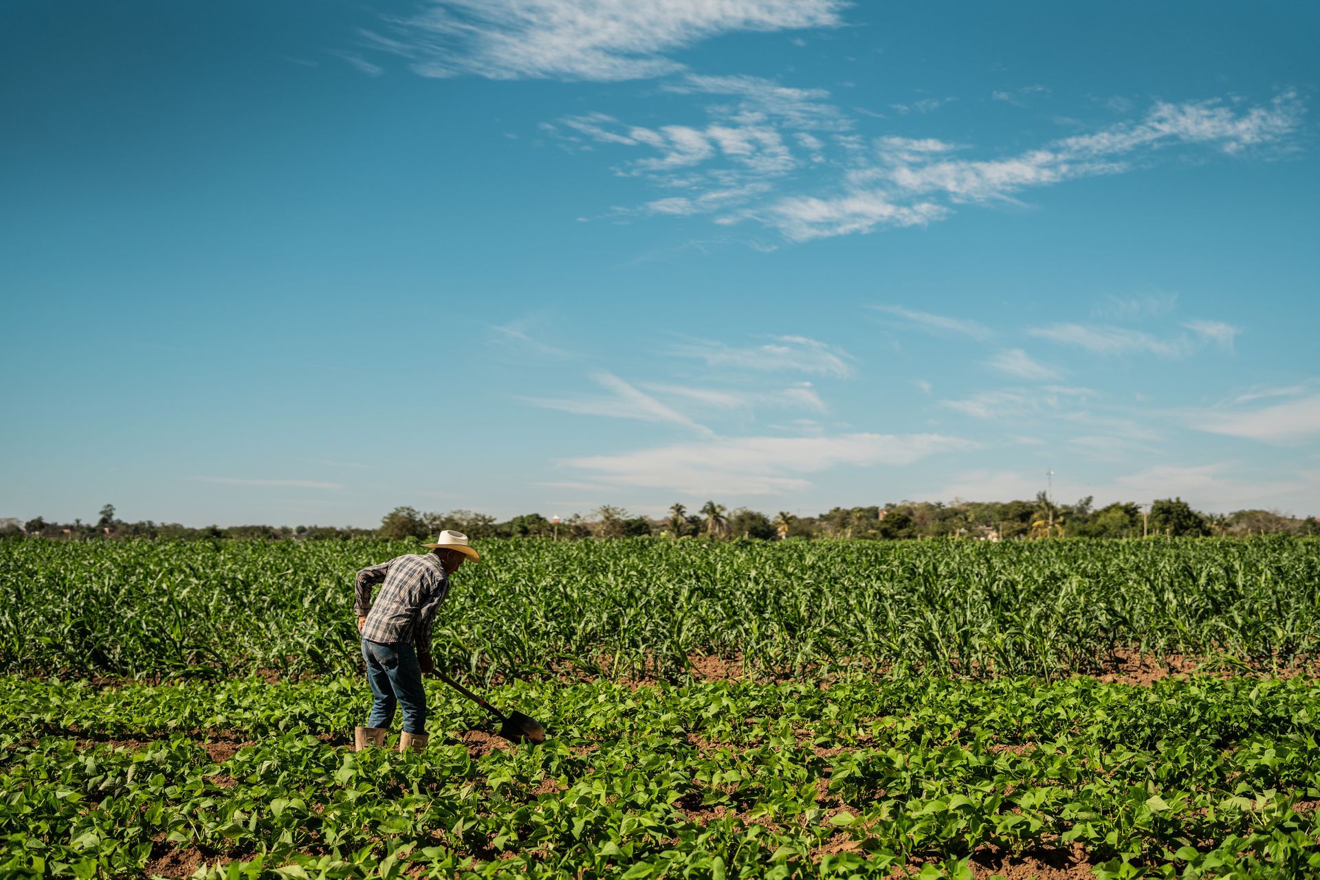 Farmer in green field under blue sky with scattered clouds. Farmer in green field under blue sky with scattered clouds.