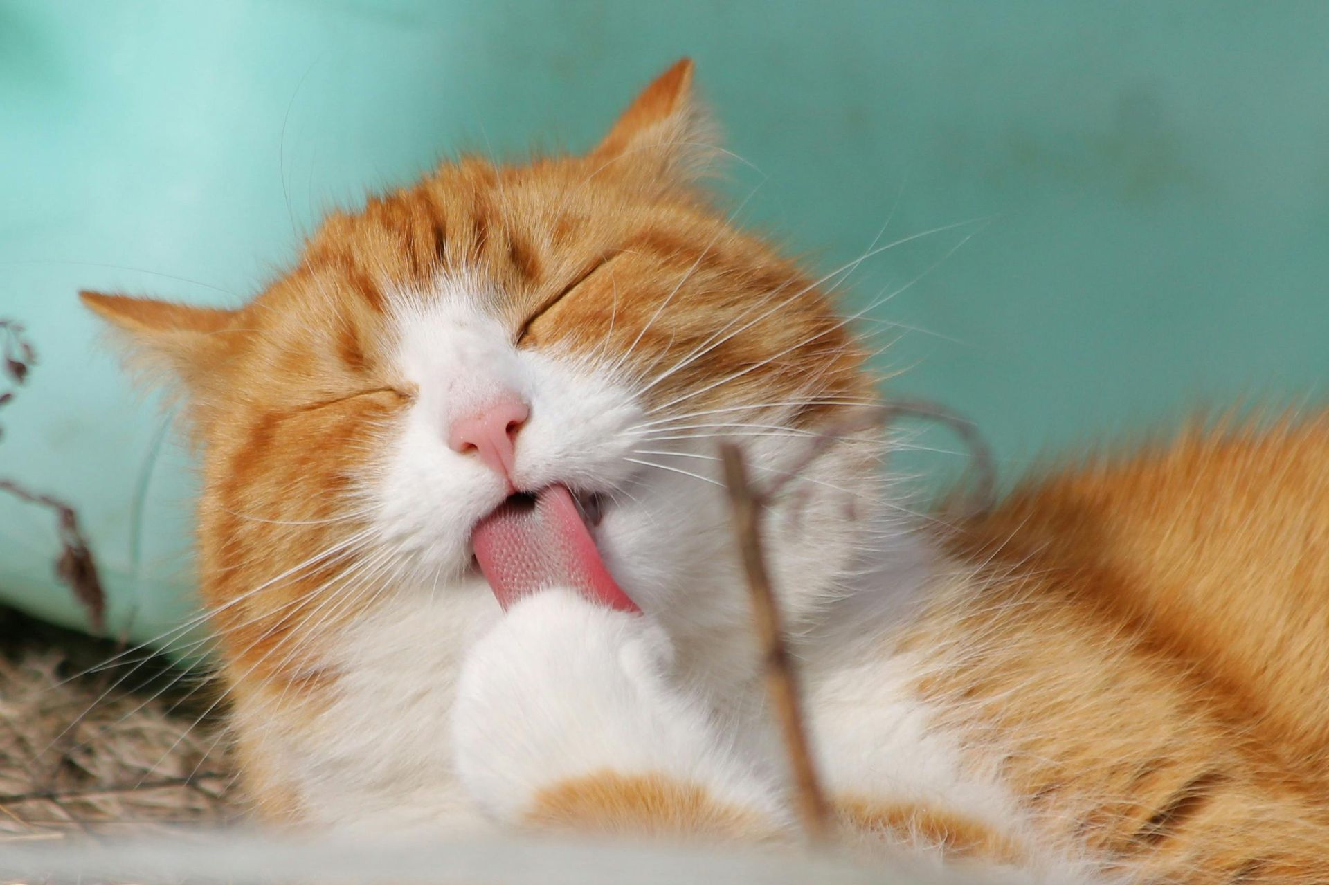 Orange and white cat grooming its paw with tongue extended.