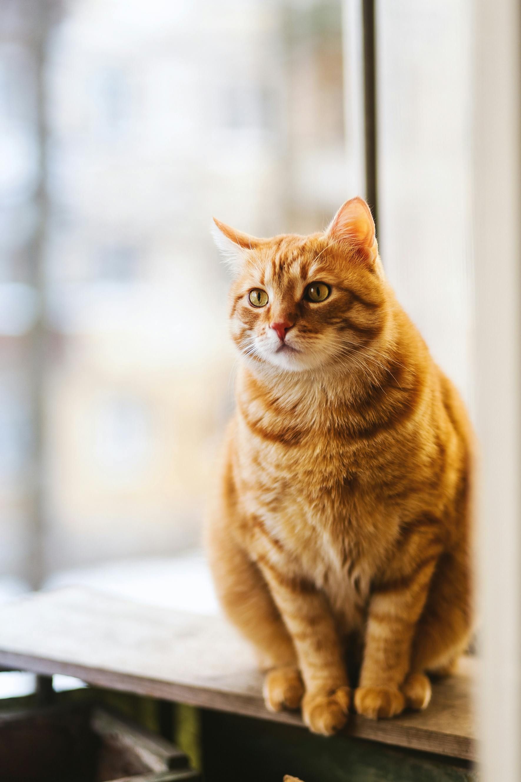 Orange tabby cat sitting on a windowsill, looking to the side, with a blurry outdoor background.