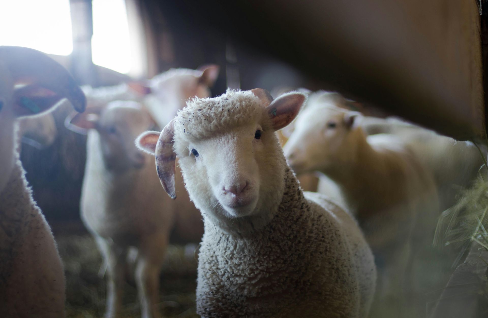 Flock of sheep in a barn, one looking directly at the camera, others blurred in the background.