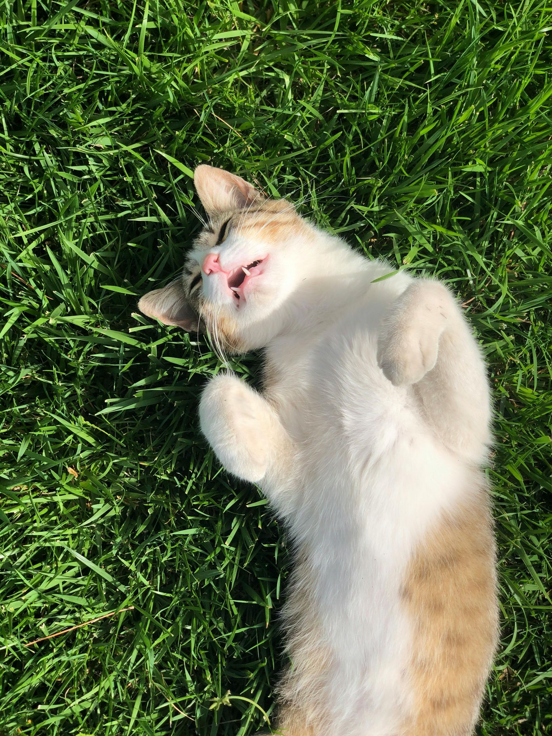 Cat lying on its back in green grass, enjoying the sun. White and brown fur, smiling expression.