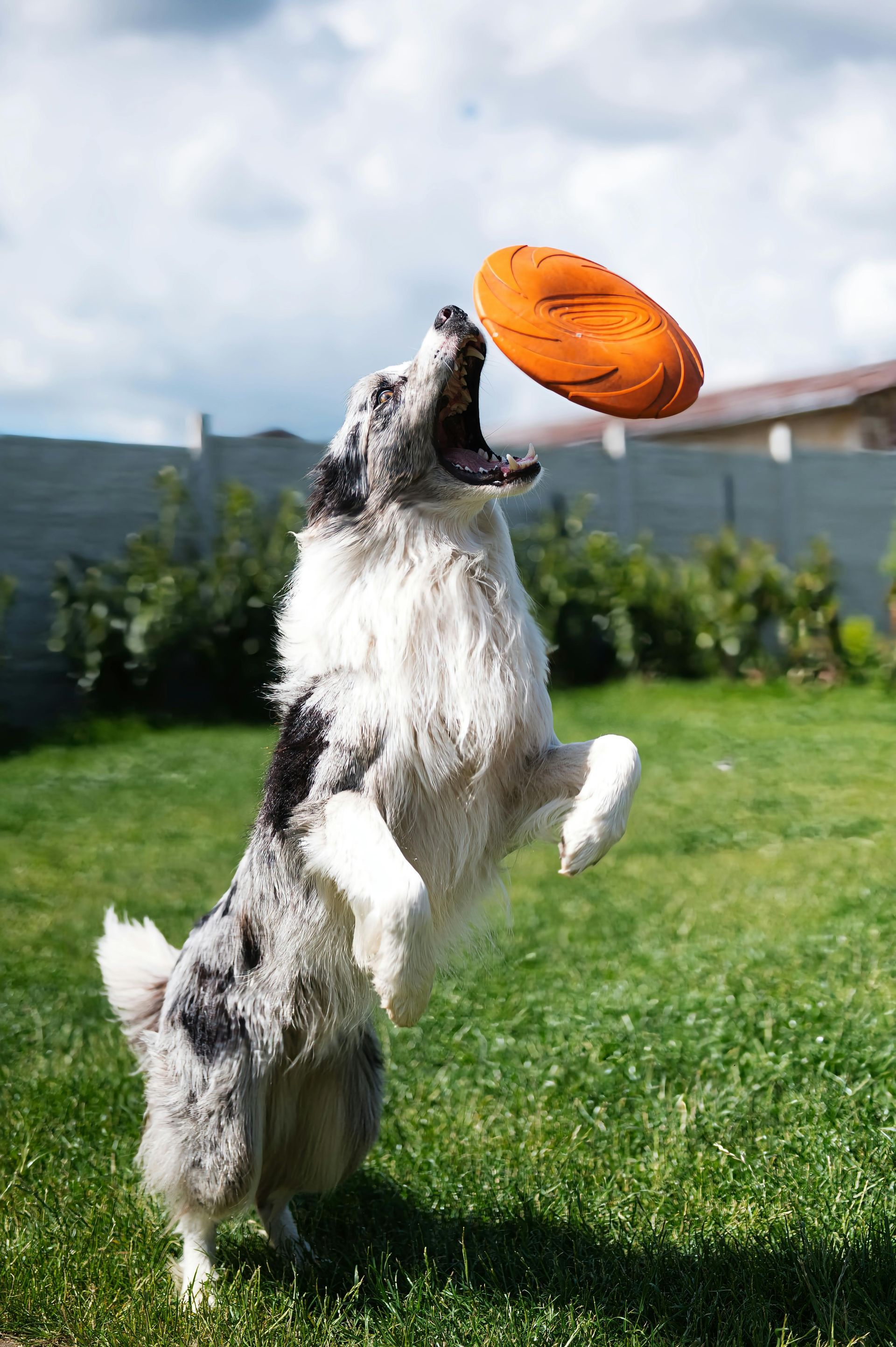 Dog leaping to catch an orange frisbee in a grassy yard.
