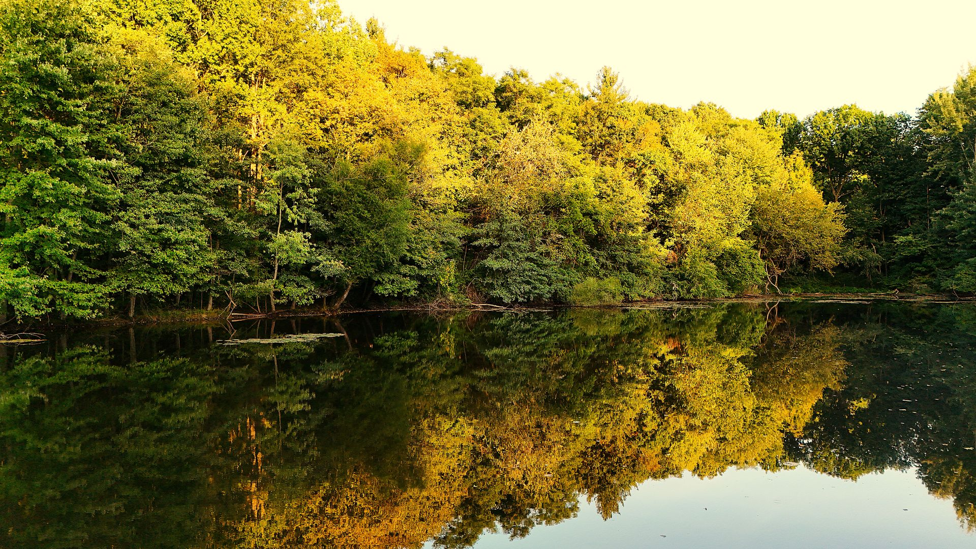 Lush green trees reflected on a calm, dark pond, lit by golden sunlight.