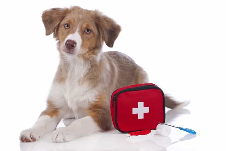 Brown-and-white puppy beside a red first-aid kit on a white background