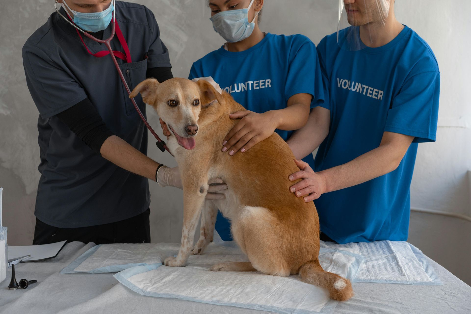 Volunteer examing tan-and-white dog on a table with two masked helpers nearby