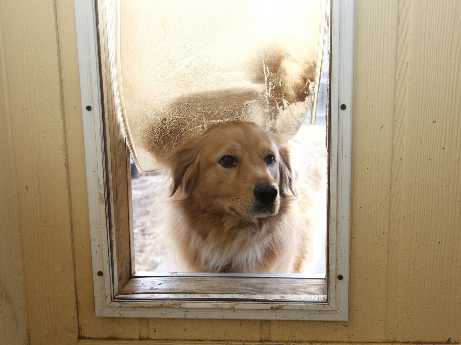 A dog is looking out of a dog door.