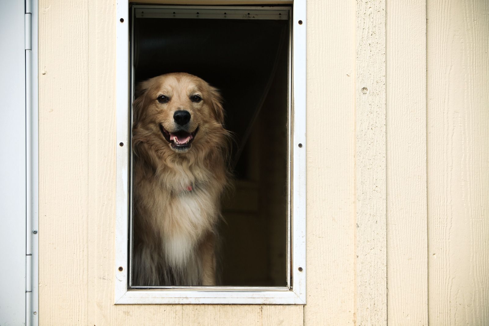A dog is looking out of a dog door.