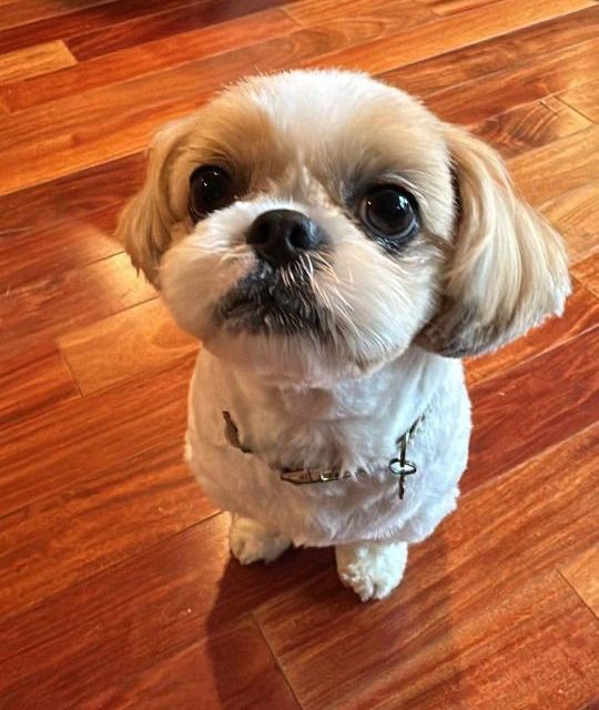 A small dog is sitting on a wooden floor and looking up at the camera.