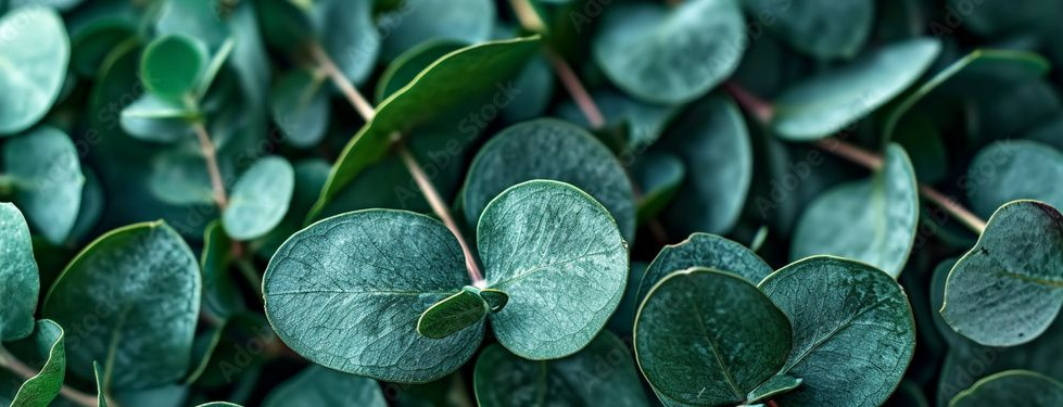 Close-up of lush green eucalyptus leaves, slightly out of focus.