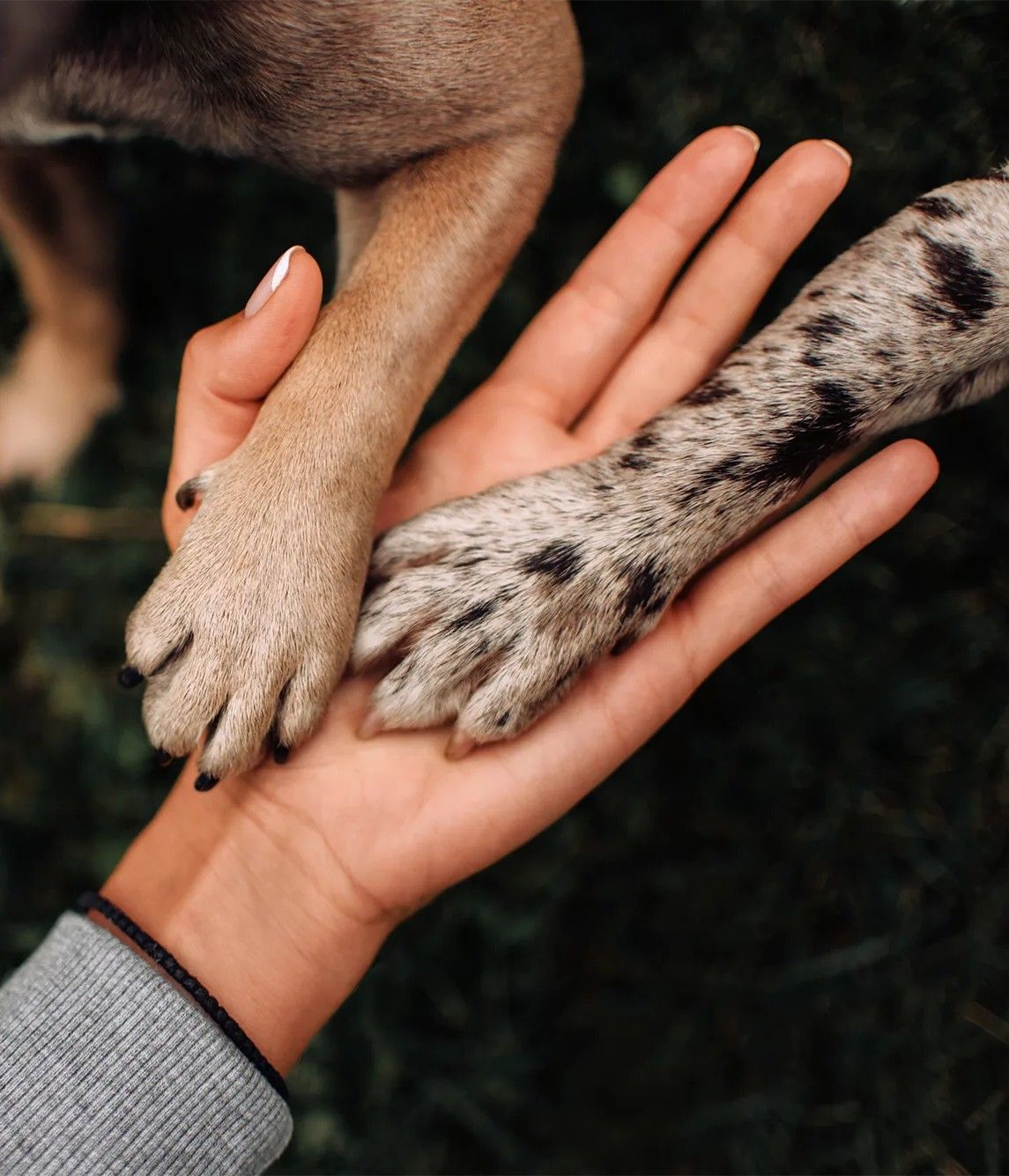 Person petting a relaxed dog on a rug; person's legs in grey sweatpants, grey slippers.