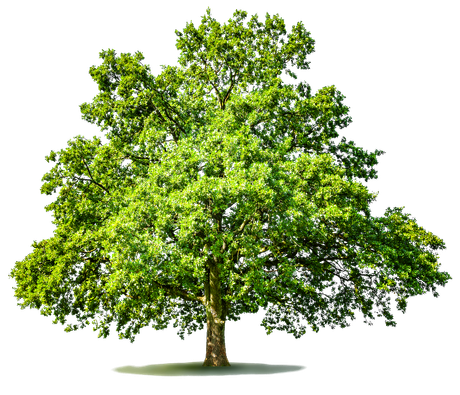 A tree with lots of green leaves on a white background