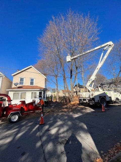 Trimming a Tree - Herkimer, NY - J & J Tree Service and Firewood