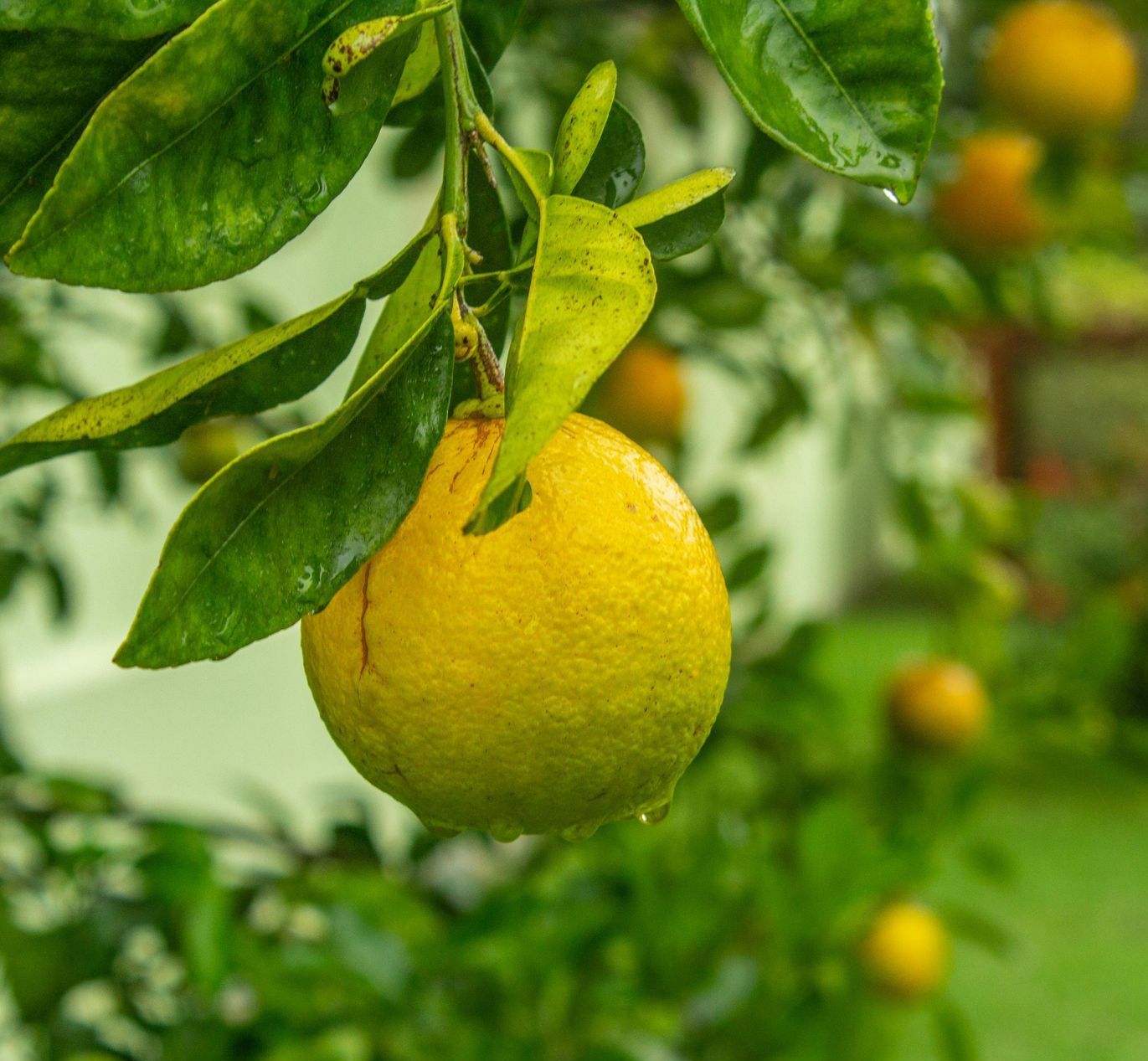 Un citron jaune est suspendu à une branche d'arbre.