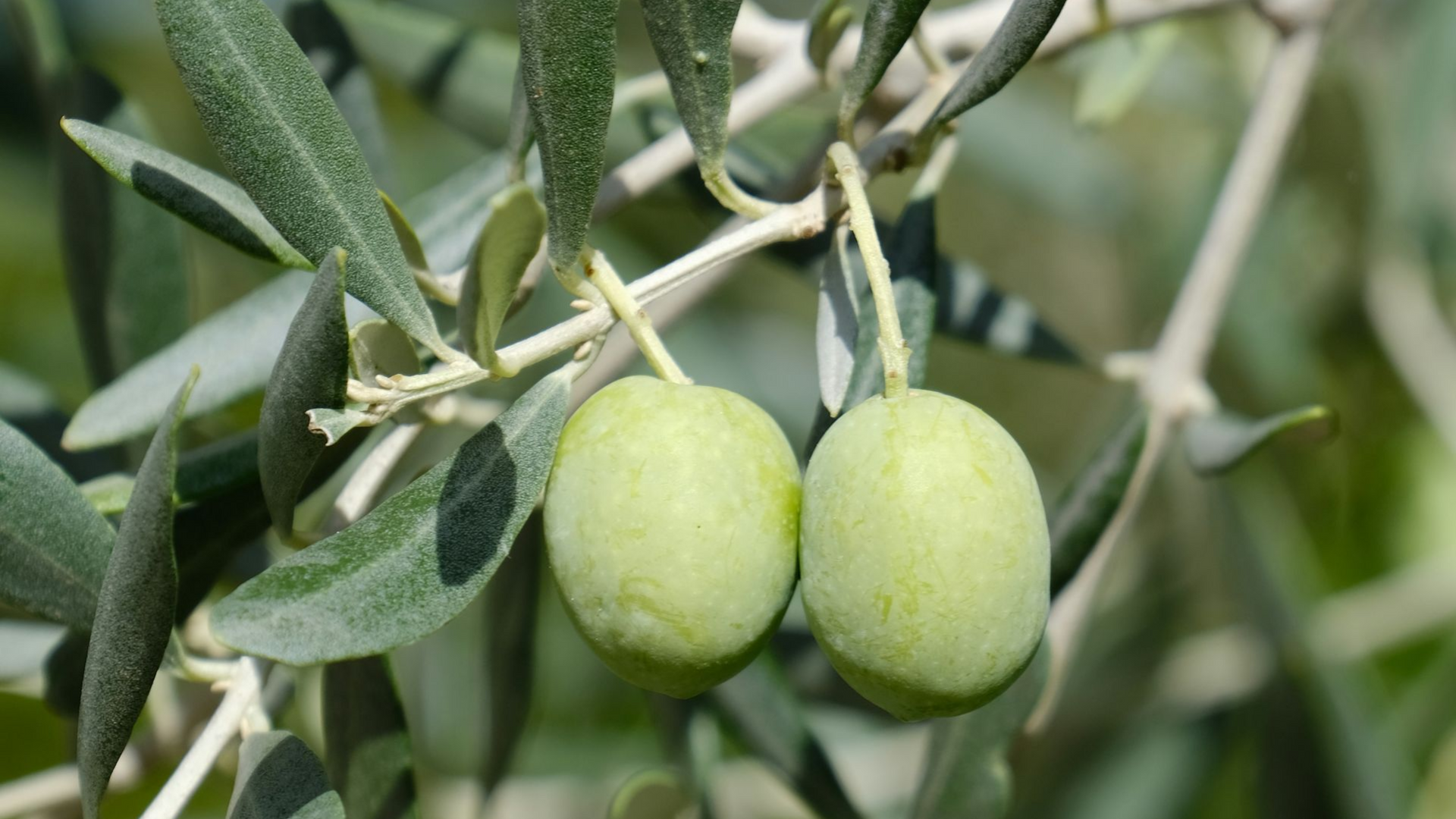 Groene olijven hangen aan een tak met groene bladeren.