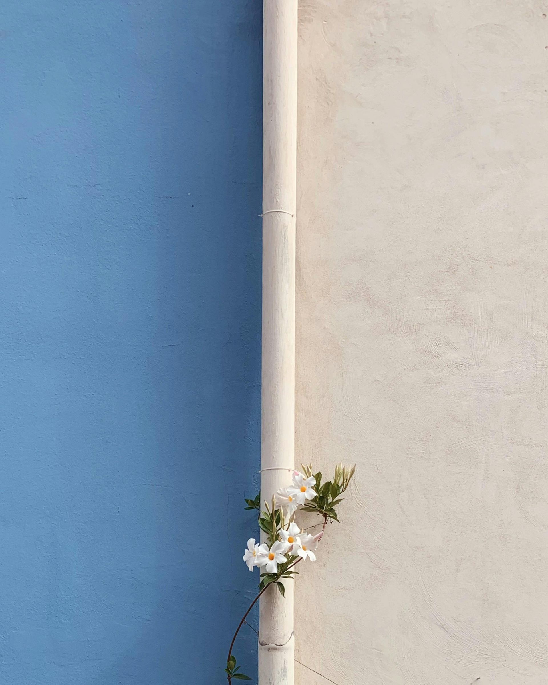 A white gutter pipe runs vertically, dividing a textured blue wall from a light cream wall