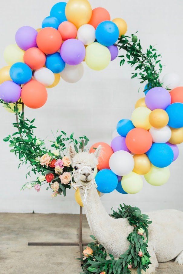 A white alpaca is sitting in front of a balloon arch.