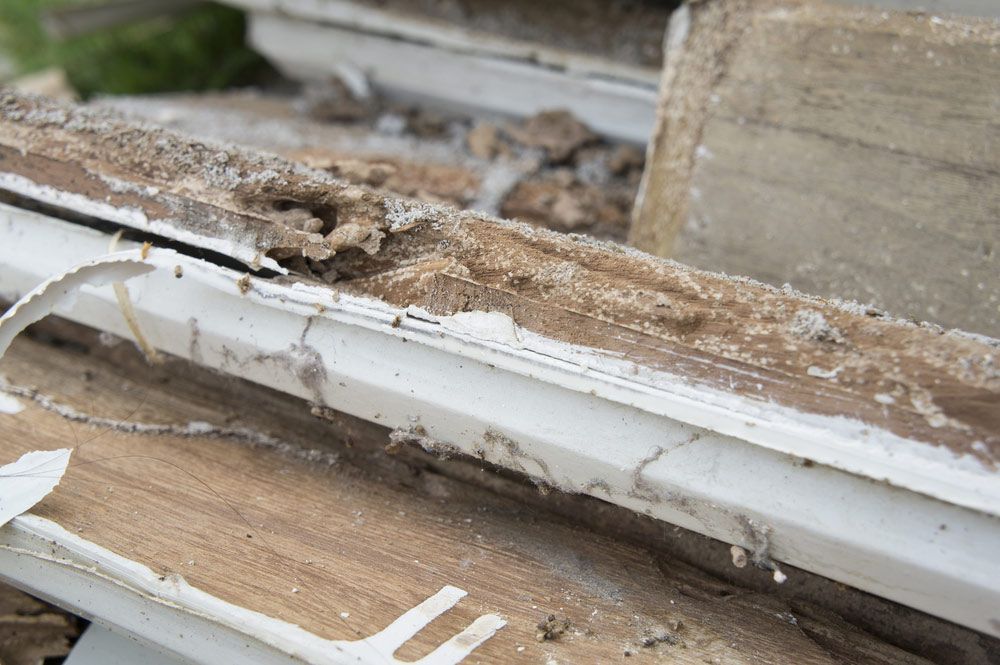 A Close Up Of A Stack Of Wooden Boards Covered In Termites — Salt Building & Pest Inspections in Nerang, QLD