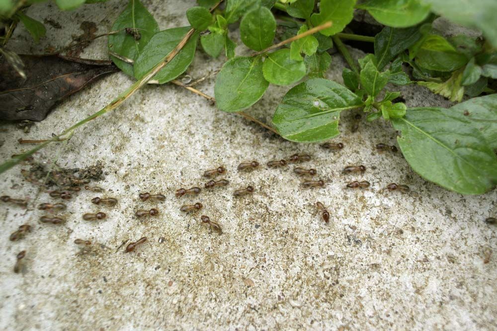 A Group Of Ants Are Crawling On A Sandy Surface Next To A Plant — Salt Building & Pest Inspections in Mermaid Beach, QLD