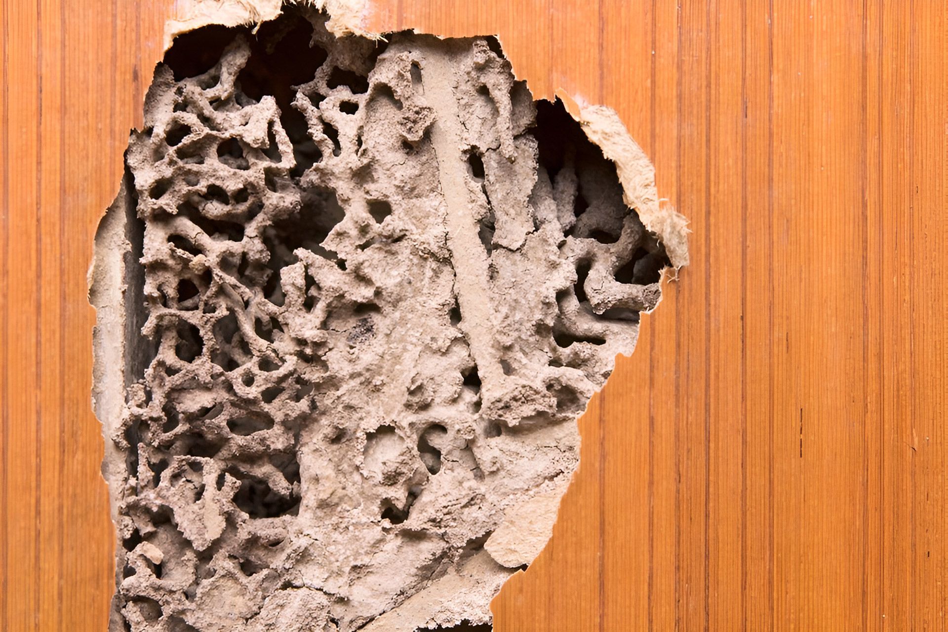 A Person Is Spraying A Couch With A Spray Bottle — Salt Building & Pest Inspections in Banora Point, NSW