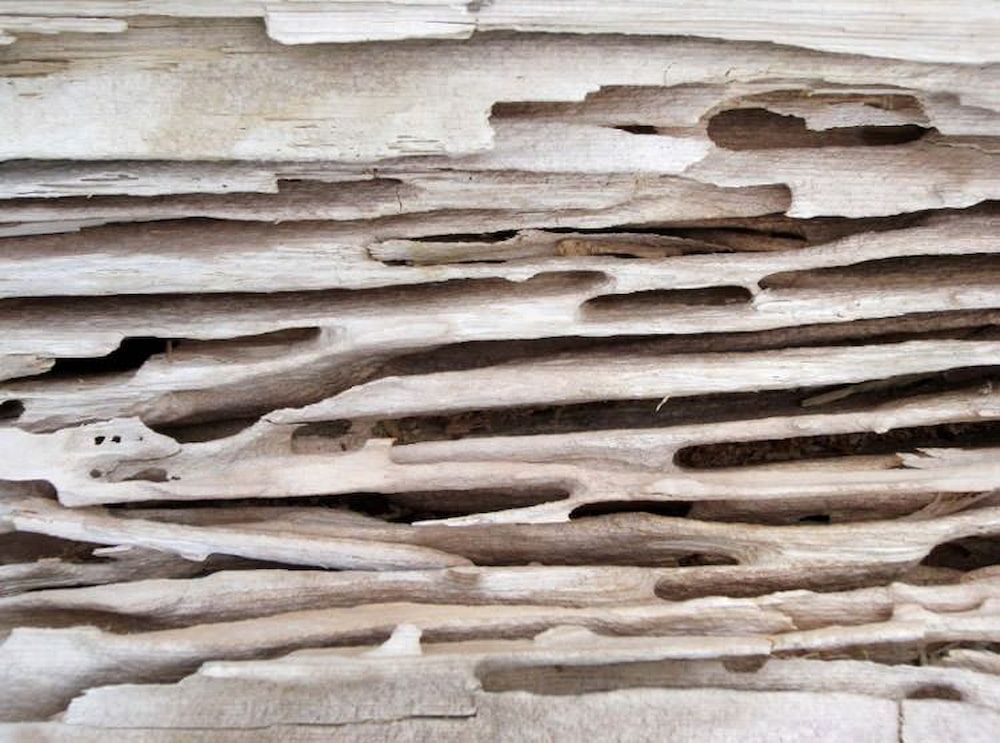 A Close Up Of A Termite Damaged Piece Of Wood — Salt Building & Pest Inspections in Robina, QLD