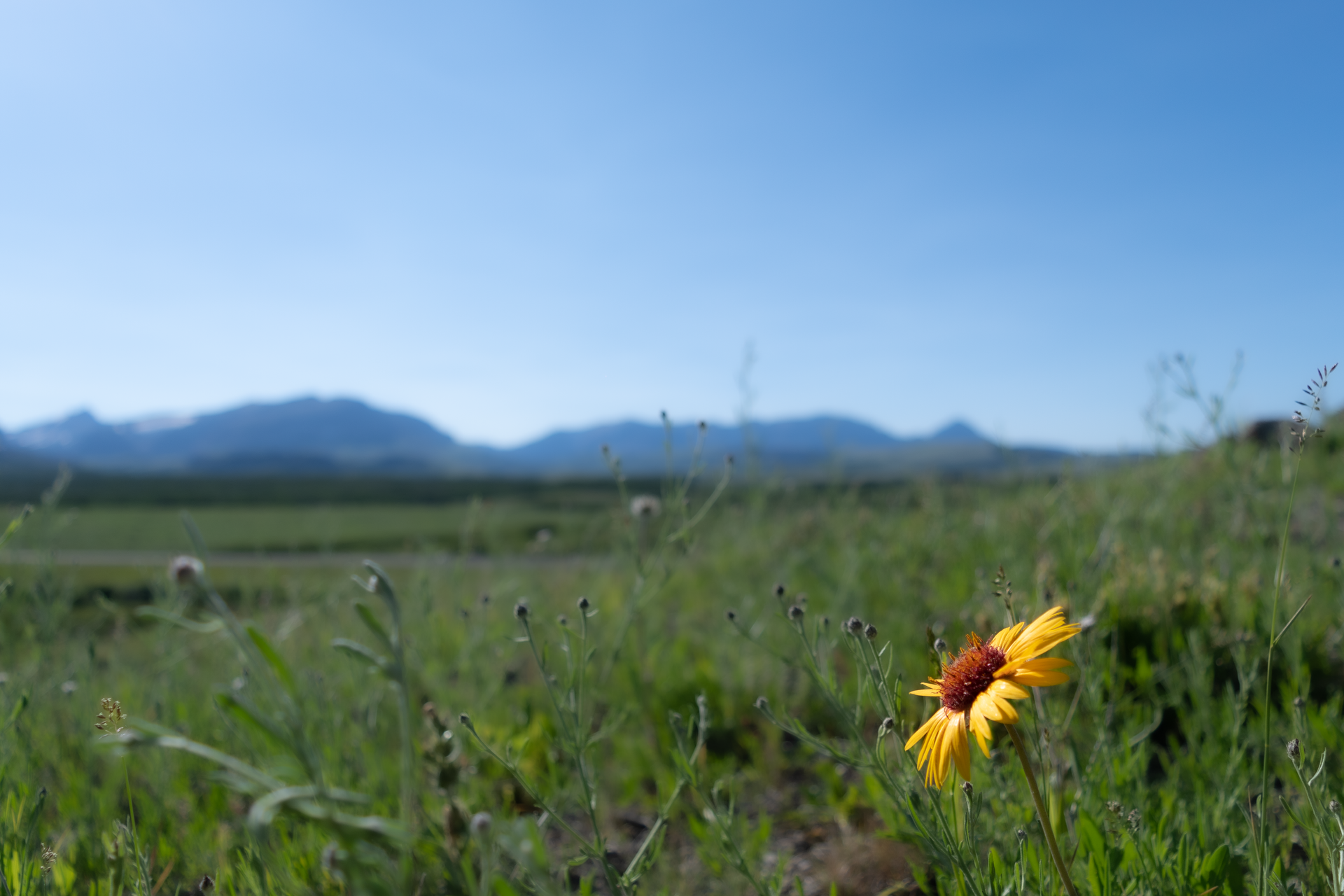 Yellow wildflower in focus, foreground of green grassy field. Mountains and blue sky in blurred background.