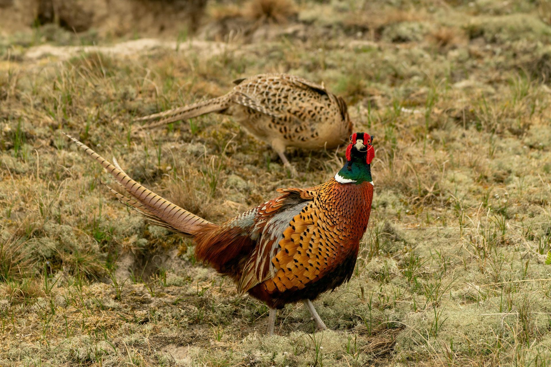 A pair of pheasants