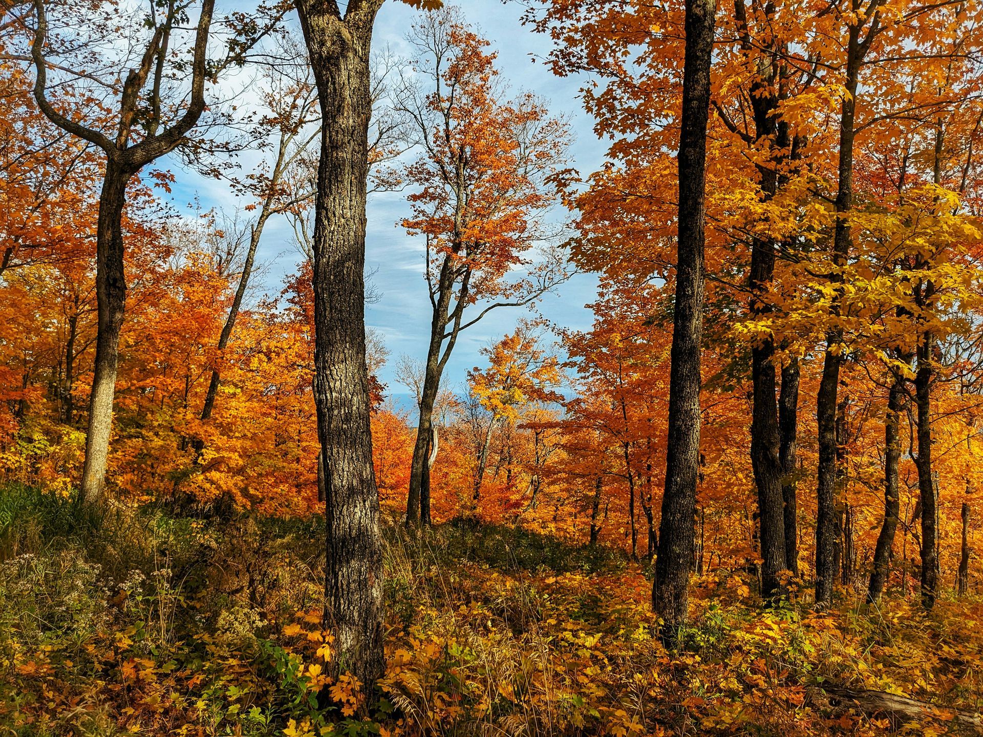 Trees with vibrant orange leaves in a forest, autumn colors.