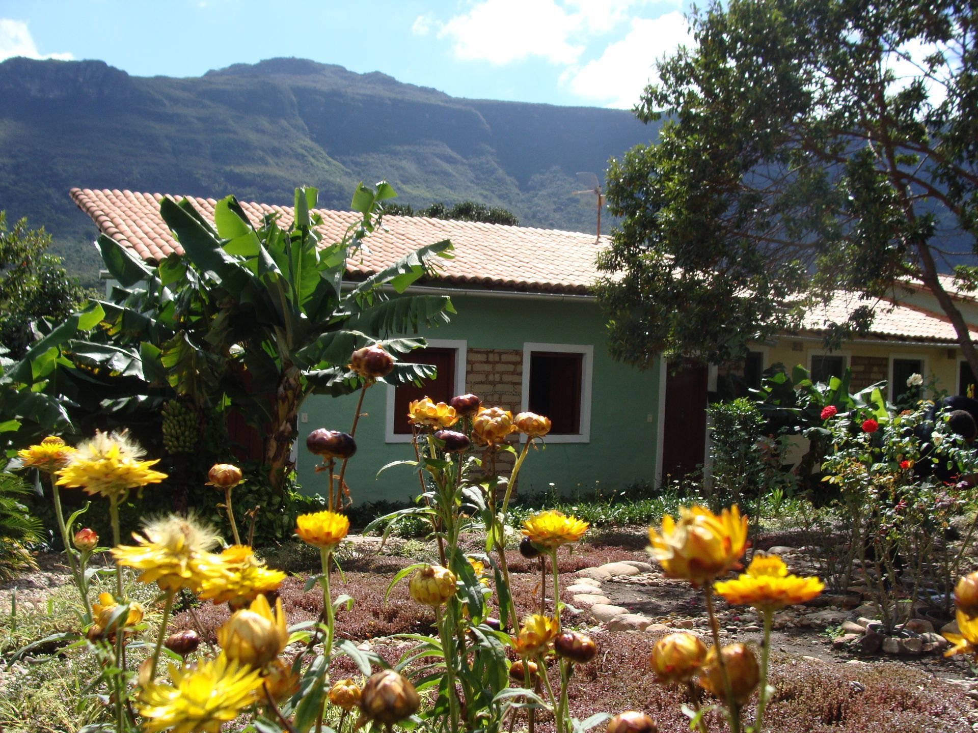 Flores amarelas em frente a uma casa verde com montanhas ao fundo