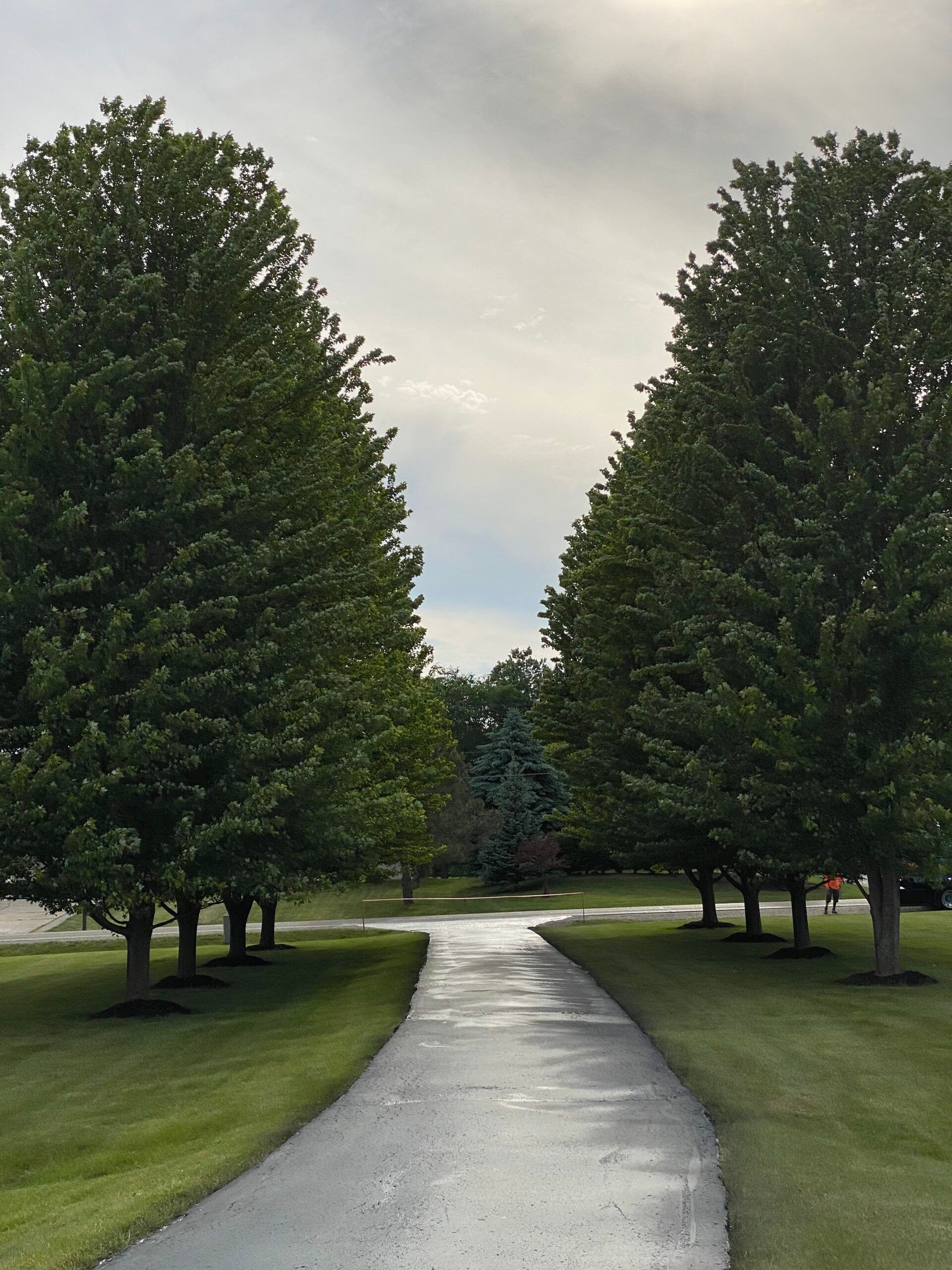 A row of trees along the side of a road