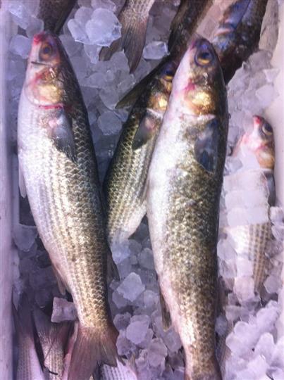 Fresh Fish — Leesburg, FL — Bubba’s Crab & Seafood