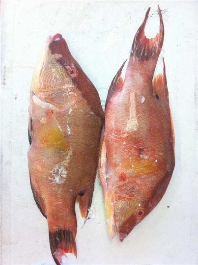 Two Fresh Fish — Leesburg, FL — Bubba’s Crab & Seafood