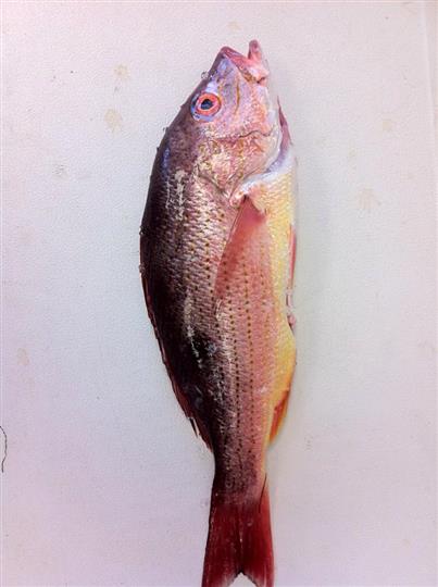 Red Fish — Leesburg, FL — Bubba’s Crab & Seafood