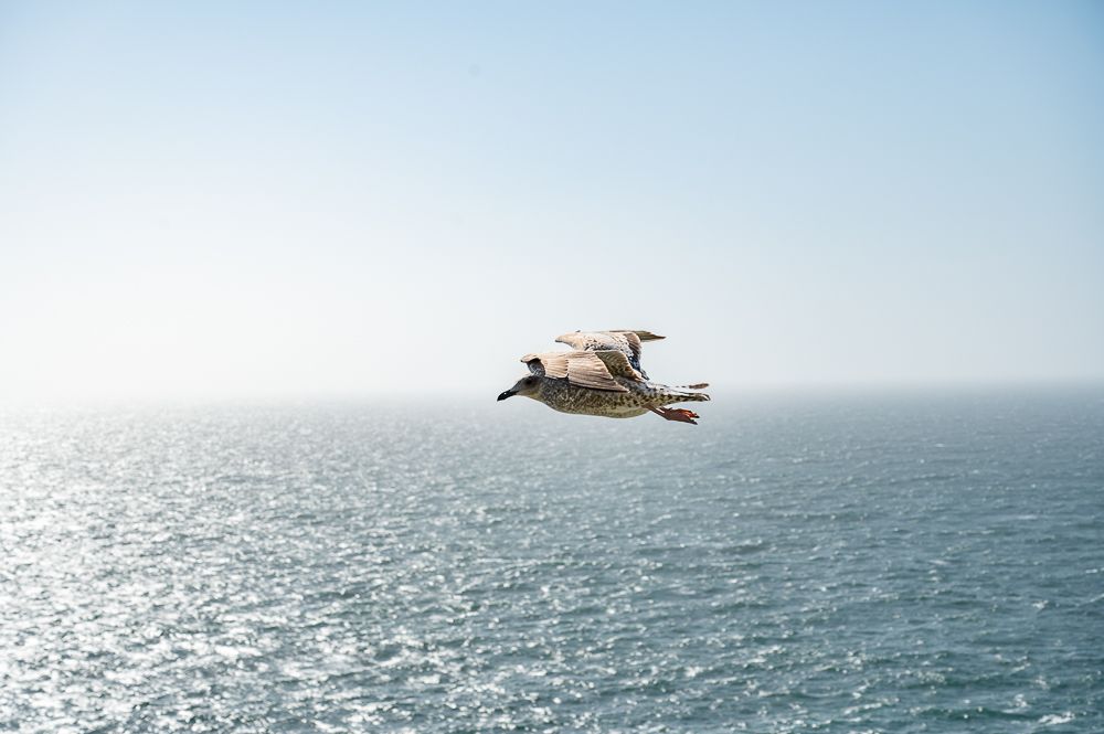 Eine Möwe fliegt über den Ozean.