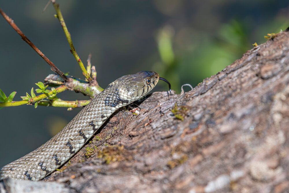 Ringelnatter Oberaargau