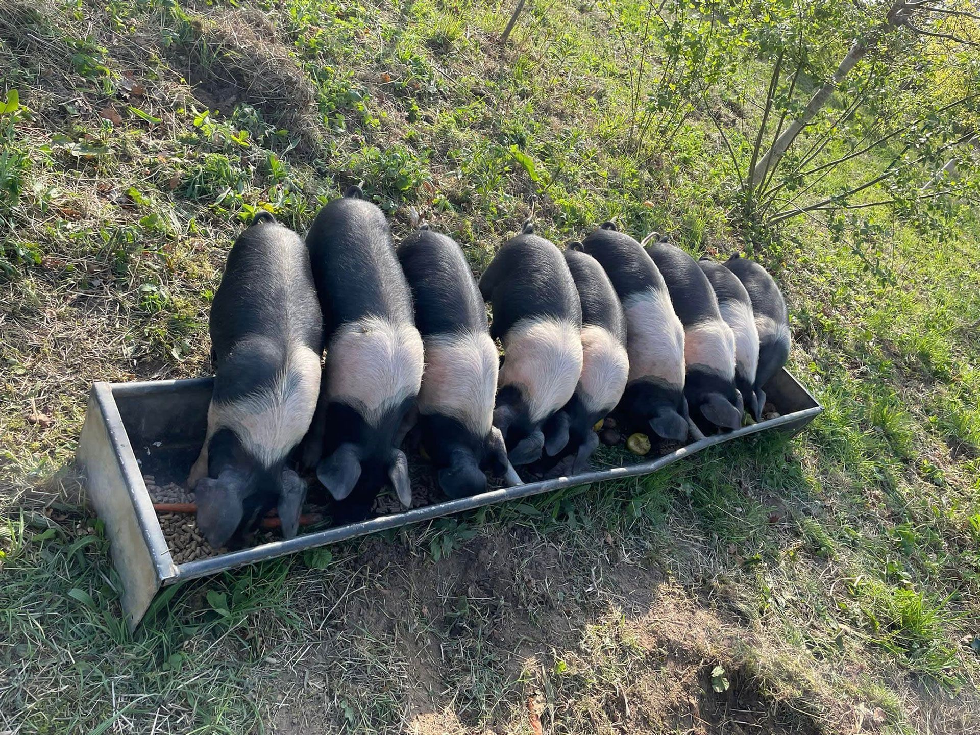 Pigs 1
