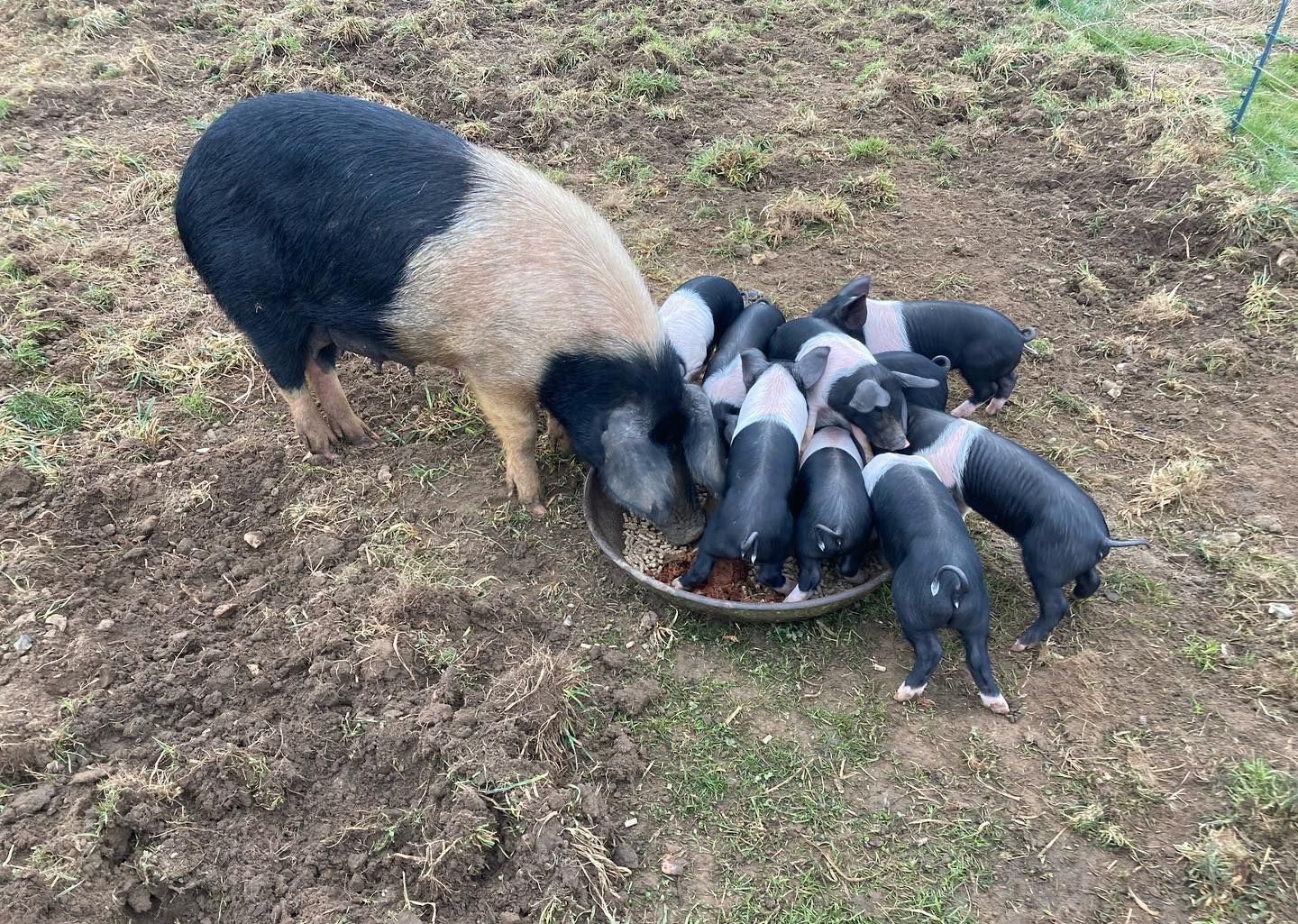 Pigs 4