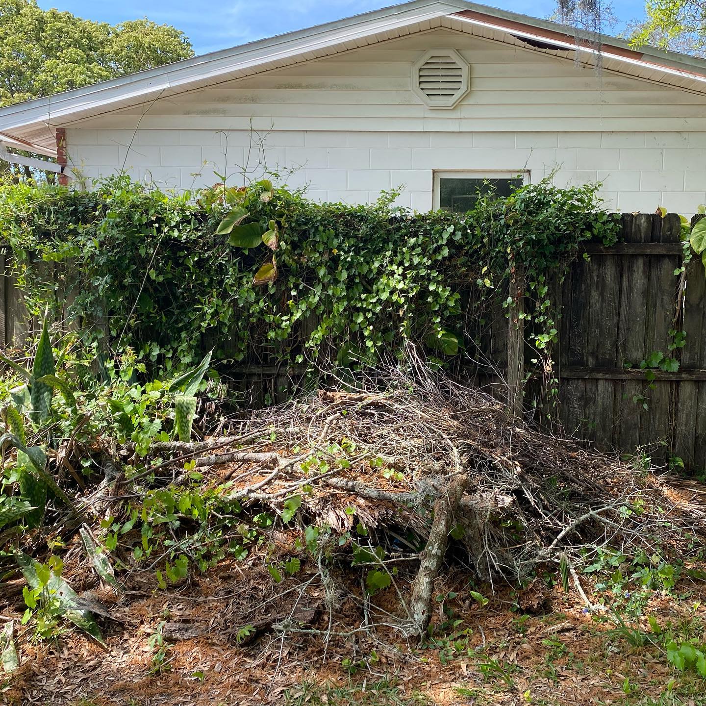 Yard clean up | Tampa, FL | Blue Whale Junk Removal