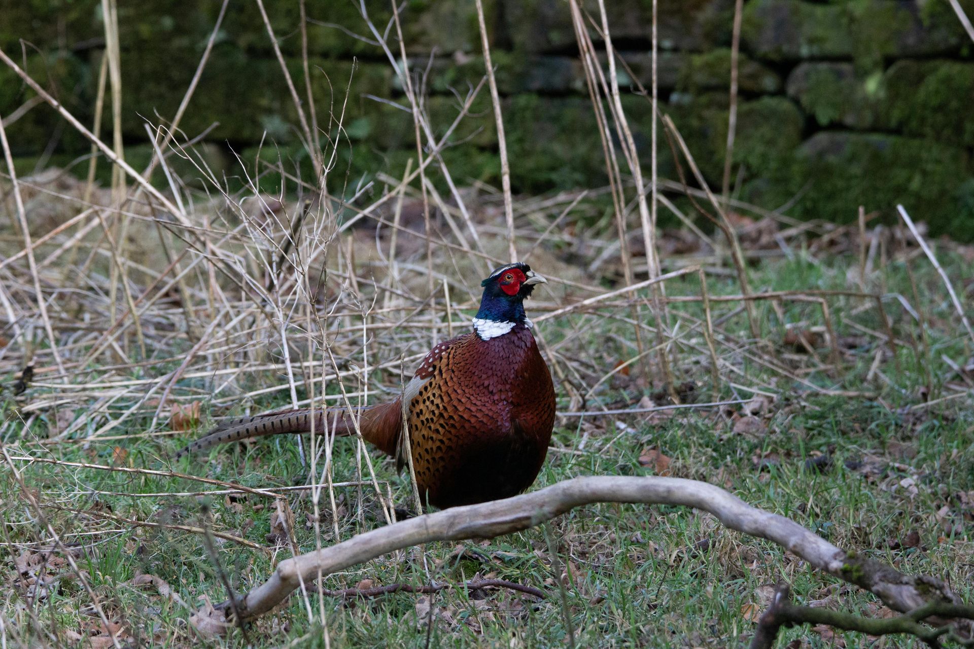 Pheasant perched on a branch, brown and copper feathers, blue and red head, grassy ground, stone wall background.
