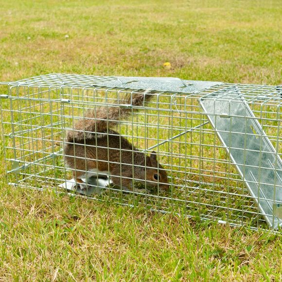 Squirrel In A Wire Trap | Westfield, IN | Vermission Pest & Wildlife