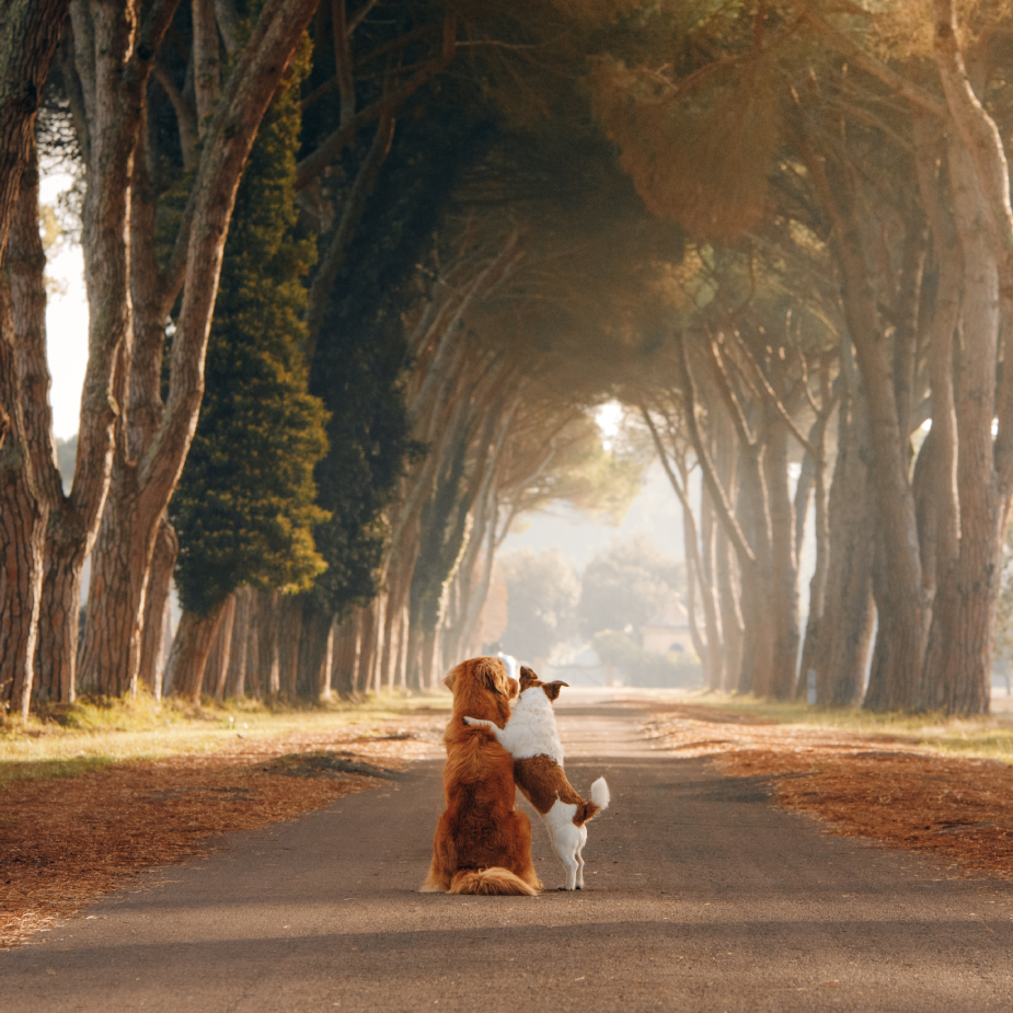 two dogs hugging each other on a road lined with trees