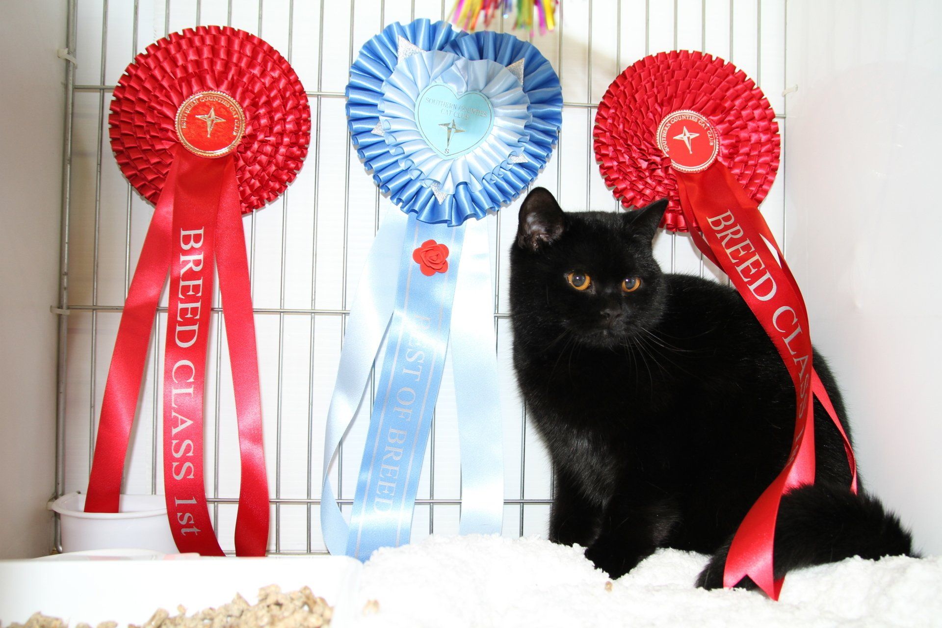 British Shorthair Kittens Available