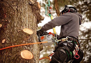 Tree Services Bowling Green Ky Gill S Tree Service