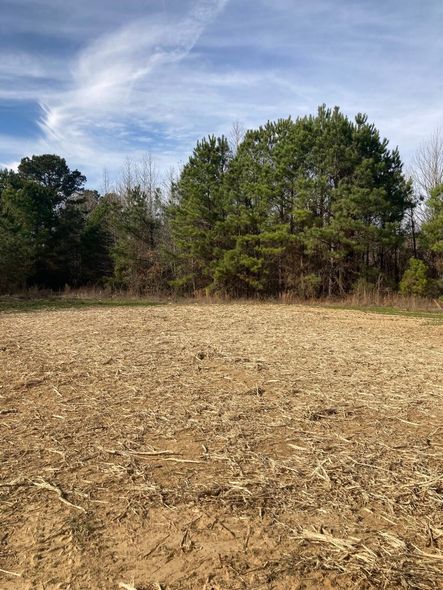 A harvested field covered in dried corn husks and stalks, bordered by a dense line of pine trees under a blue sky.