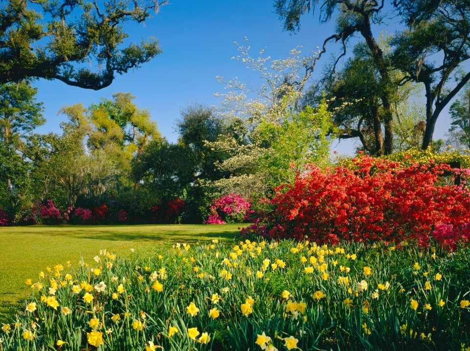 Un campo di fiori gialli e rossi con alberi sullo sfondo