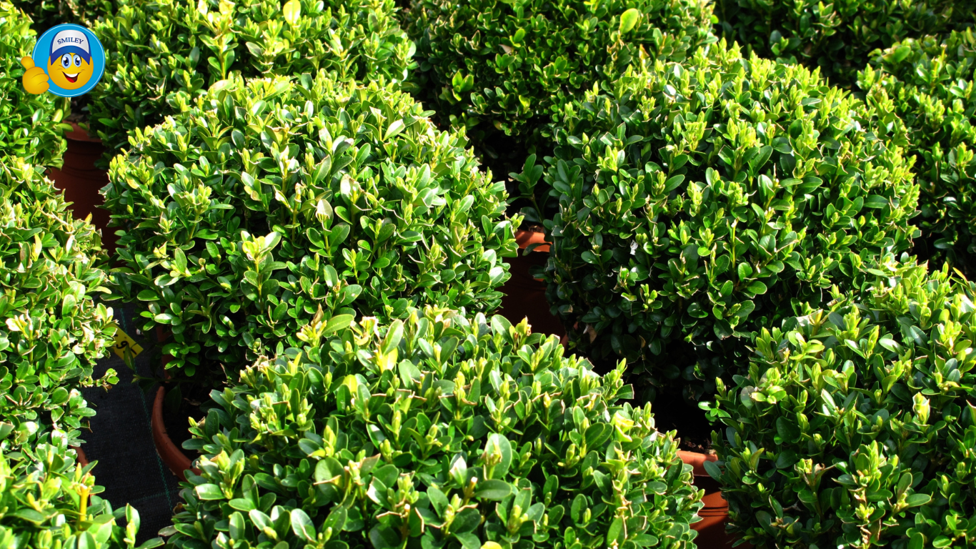 Topiary Balls