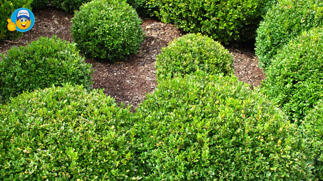 Topiary Balls