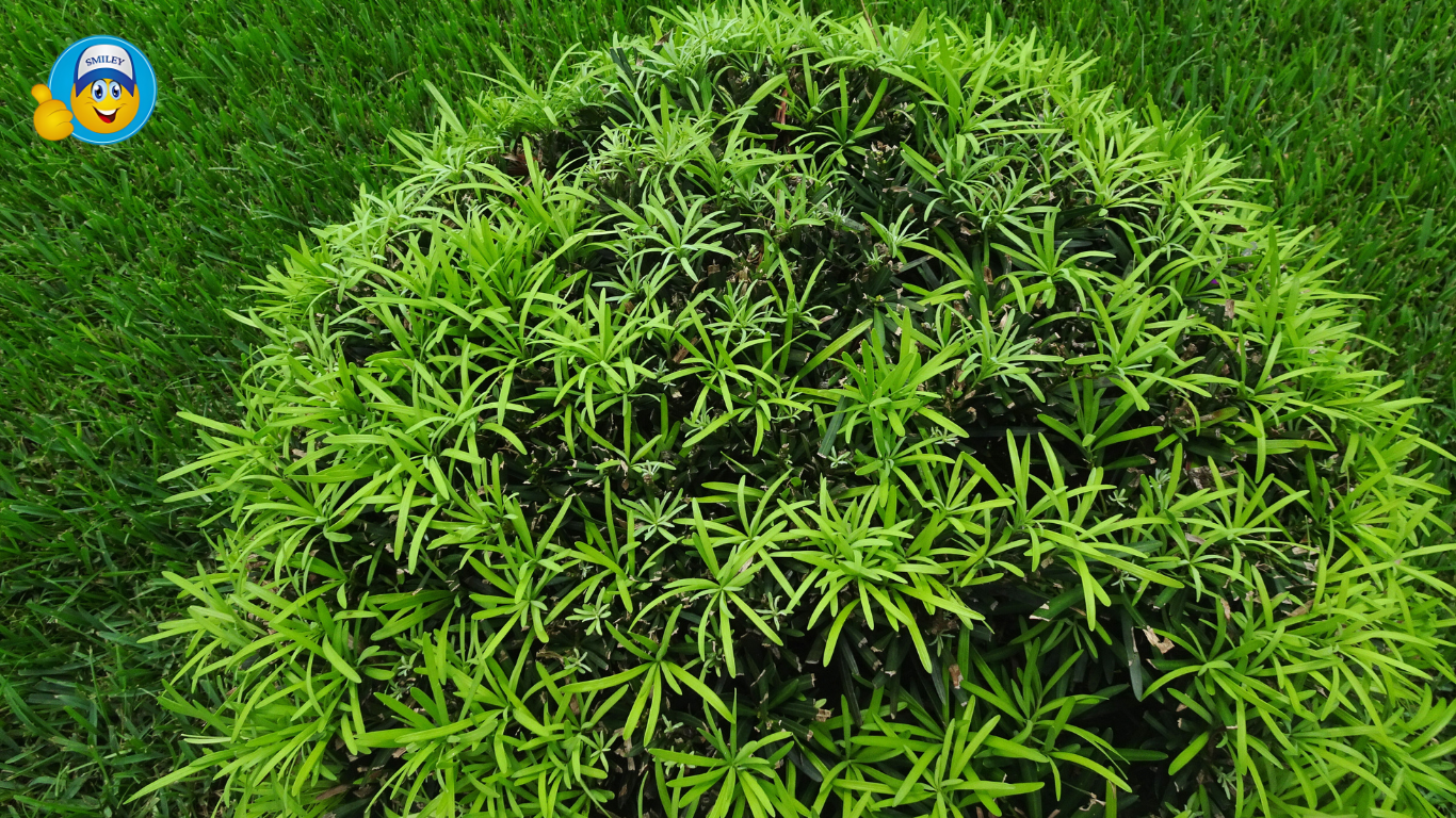 Topiary Balls